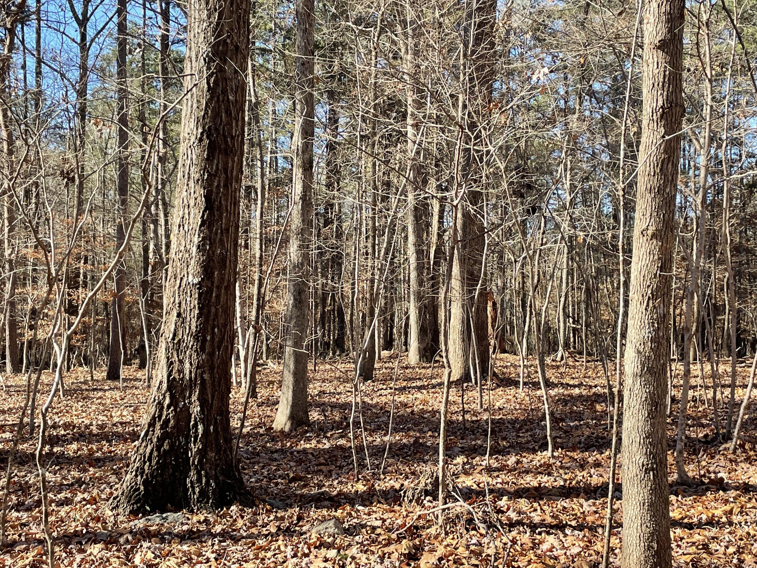 0 Butler Dairy Road Summerville, GA 30747 - Photo 5 of 10 8C335223-9345-4A96-8234-C0B9EE79B5D4