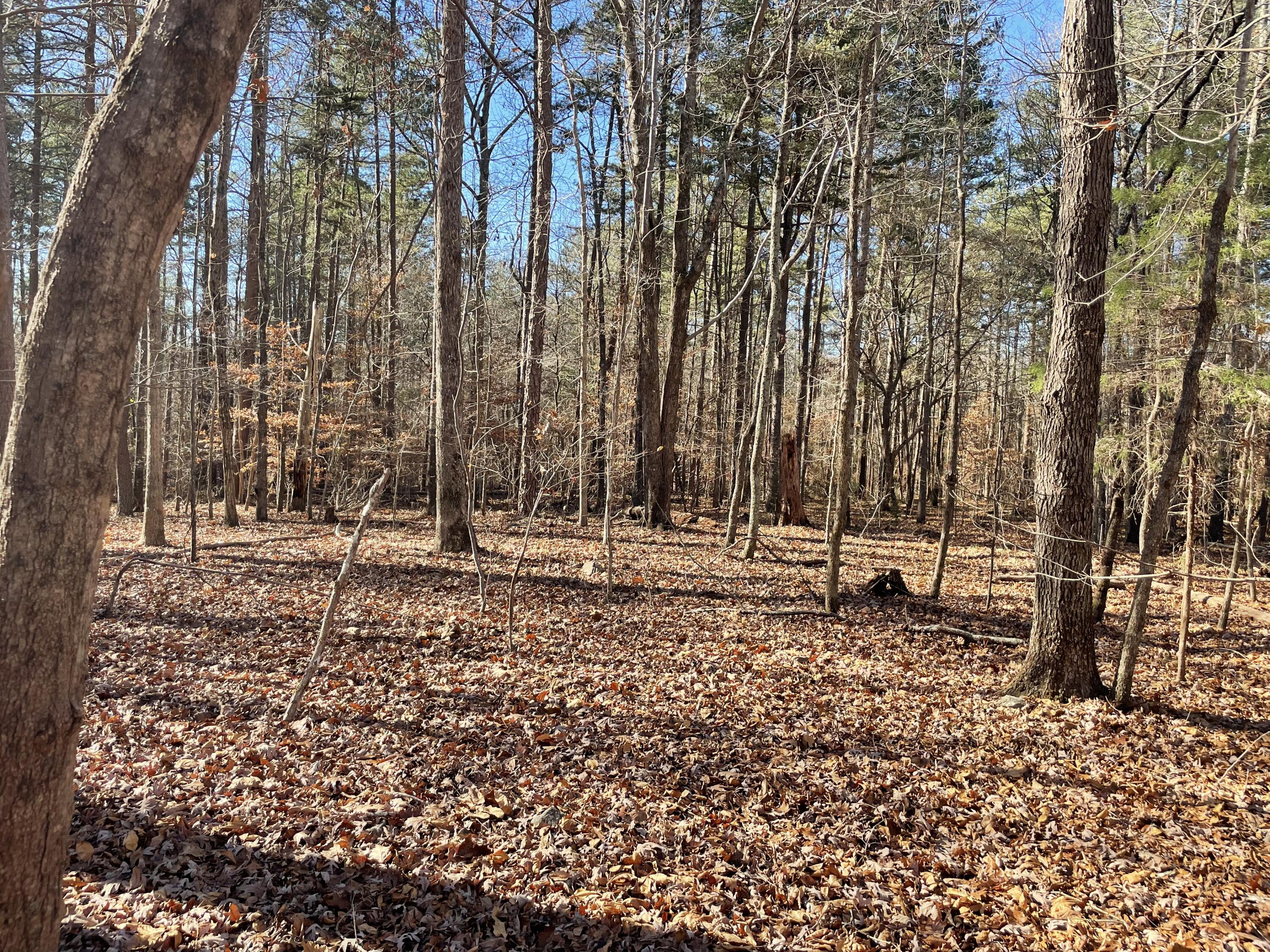 0 Butler Dairy Road Summerville, GA 30747 - Photo 6 of 10 8CD79239-1DFC-4B18-89EA-9111BF85A8CE