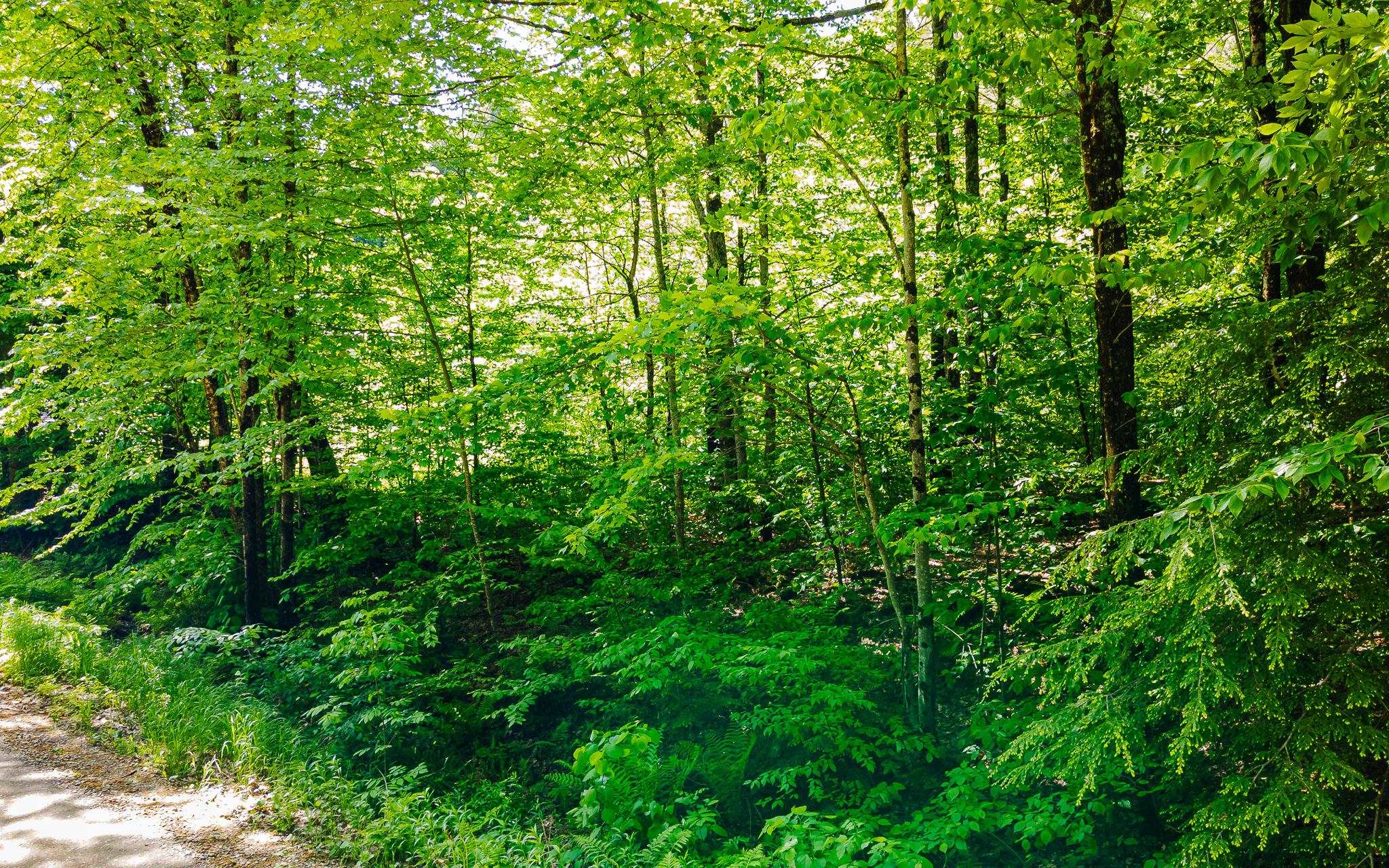 0 Camp Brook Road, Unit MAP 30 LOT 67 Alstead, NH 03602 - Photo 5 of 14