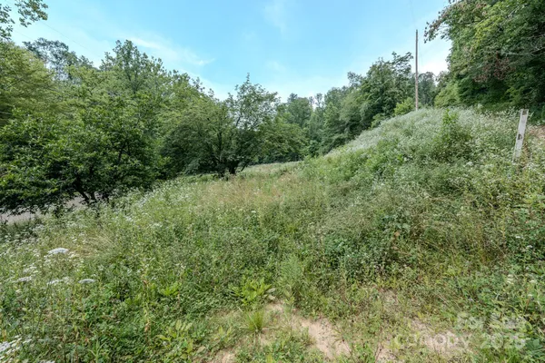 a view of a lush green forest with large trees