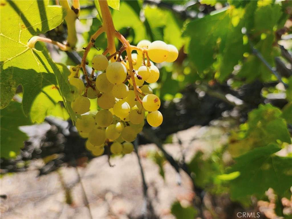 38855 Howard Road Anza, CA 92539 - Photo 11 of 54 a view of a tree with plants