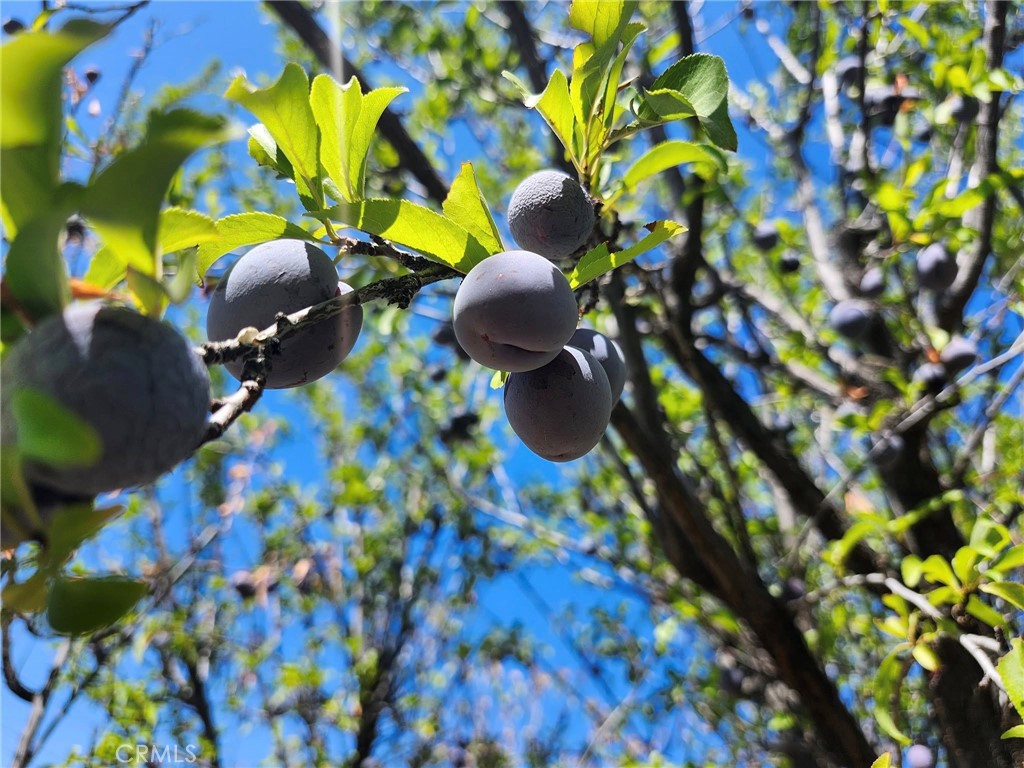 38855 Howard Road Anza, CA 92539 - Photo 12 of 54 Fruit