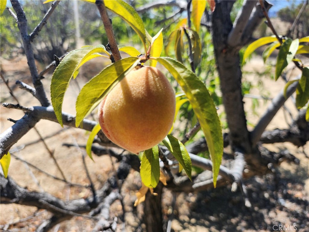 38855 Howard Road Anza, CA 92539 - Photo 13 of 54 a view of a tree in a yard