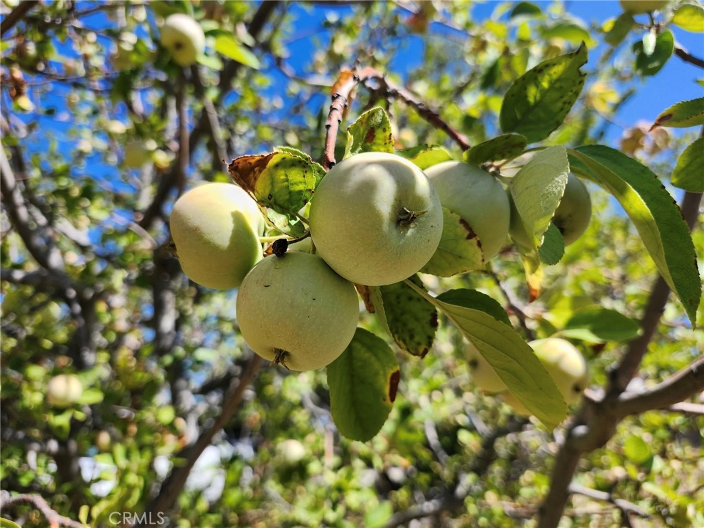 38855 Howard Road Anza, CA 92539 - Photo 14 of 54