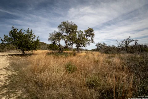 a view of a yard in a forest