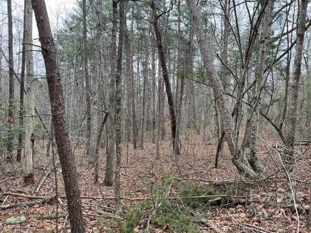 0 Matthew Church Road Rutherfordton, NC 28139 - Photo 16 of 24 a view of a forest with lots of trees