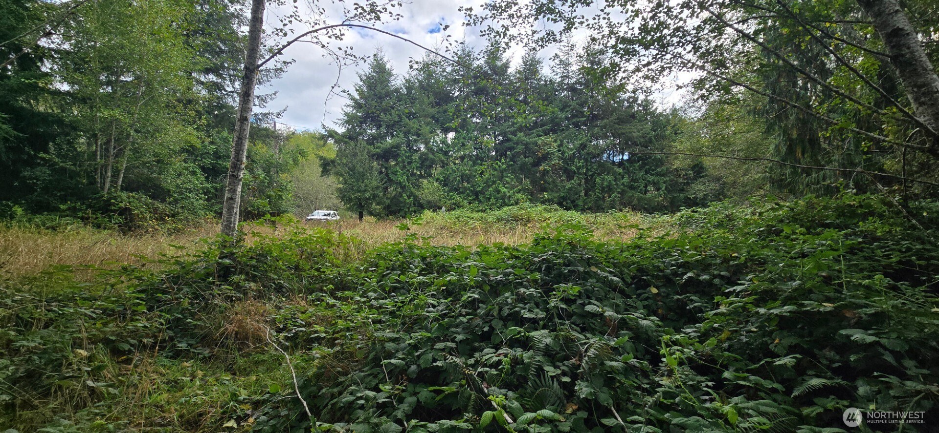 1351 Satsop Road West Montesano, WA 98563 - Photo 3 of 8 a view of a forest with a tree
