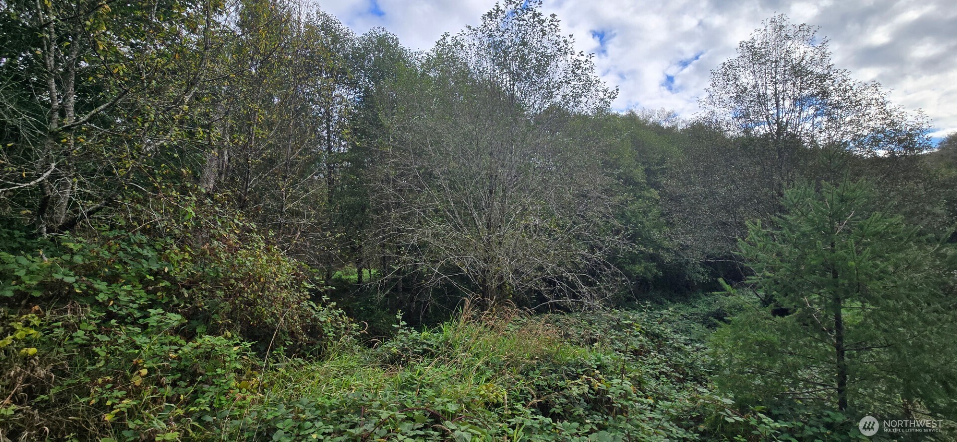 1351 Satsop Road West Montesano, WA 98563 - Photo 5 of 8 a view of a forest with lots of trees