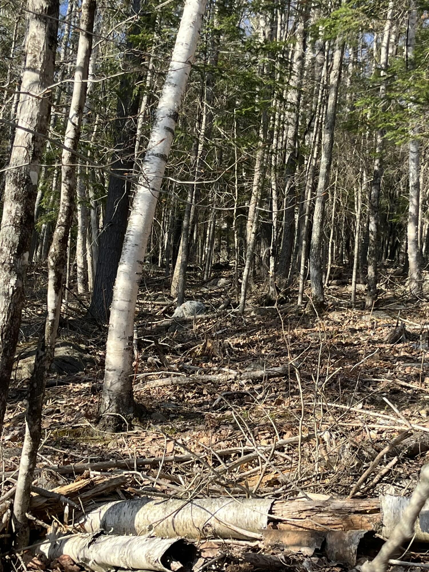 M10-l24-2s M10-l24-2s Us-201 West Forks West Forks, ME 04985 - Photo 7 of 8 Dead2