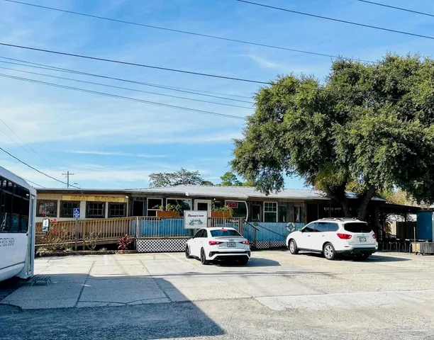 a view of a yard with plants and large trees