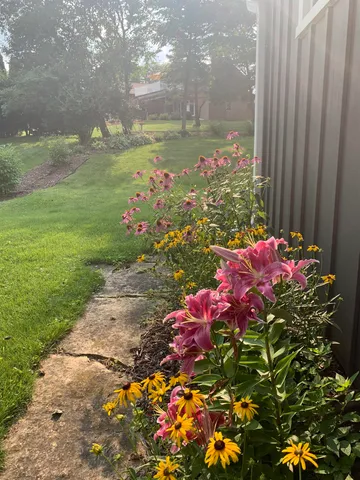 a view of a tree with a flower garden