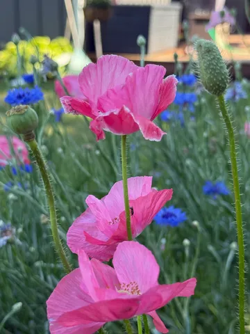 a view of a yard with plants and large tree