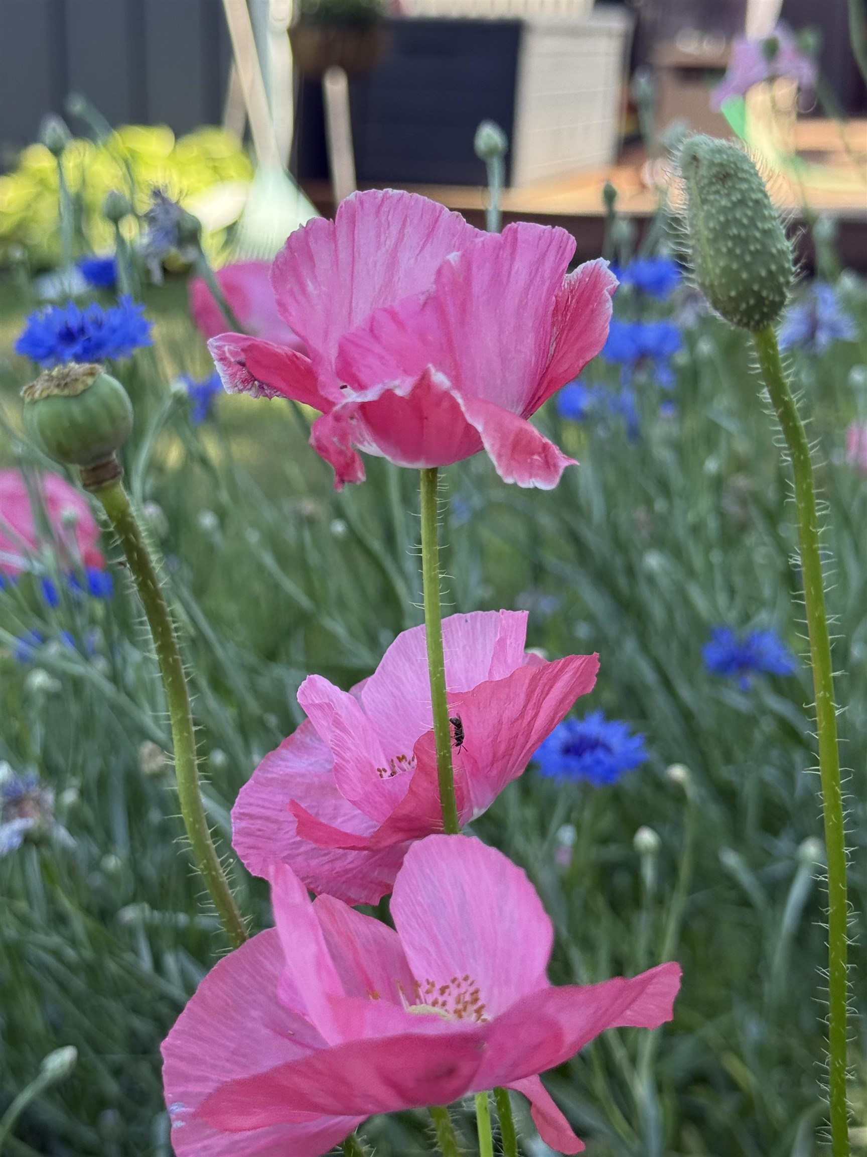 106 Mix Street Oregon, IL 61061 - Photo 47 of 49 a view of a pool with sitting area