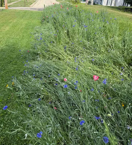 a view of a tree with a plant