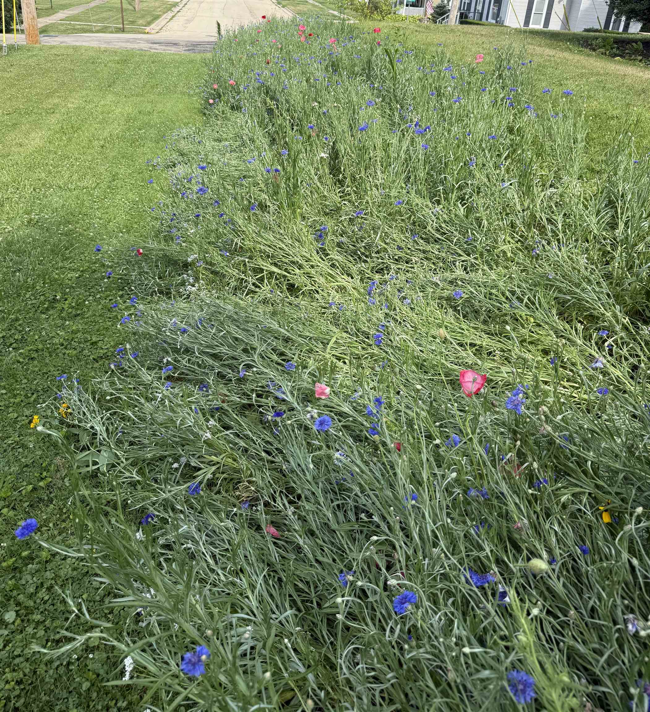 106 Mix Street Oregon, IL 61061 - Photo 48 of 49 a view of a yard with plants and large tree