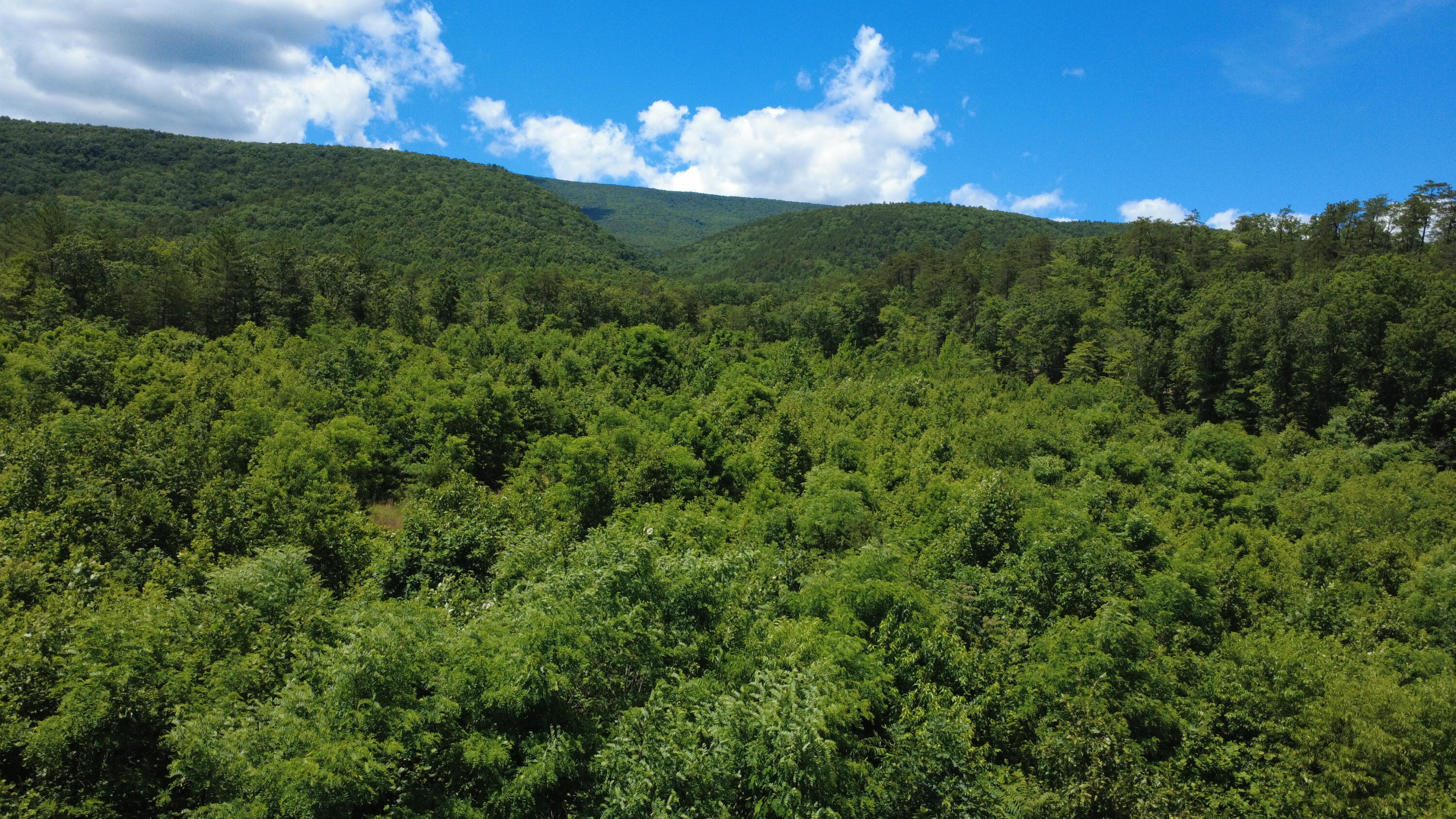 0 Craig Creek Road Eagle Rock, VA 24085 - Photo 11 of 25 a view of a bunch of trees