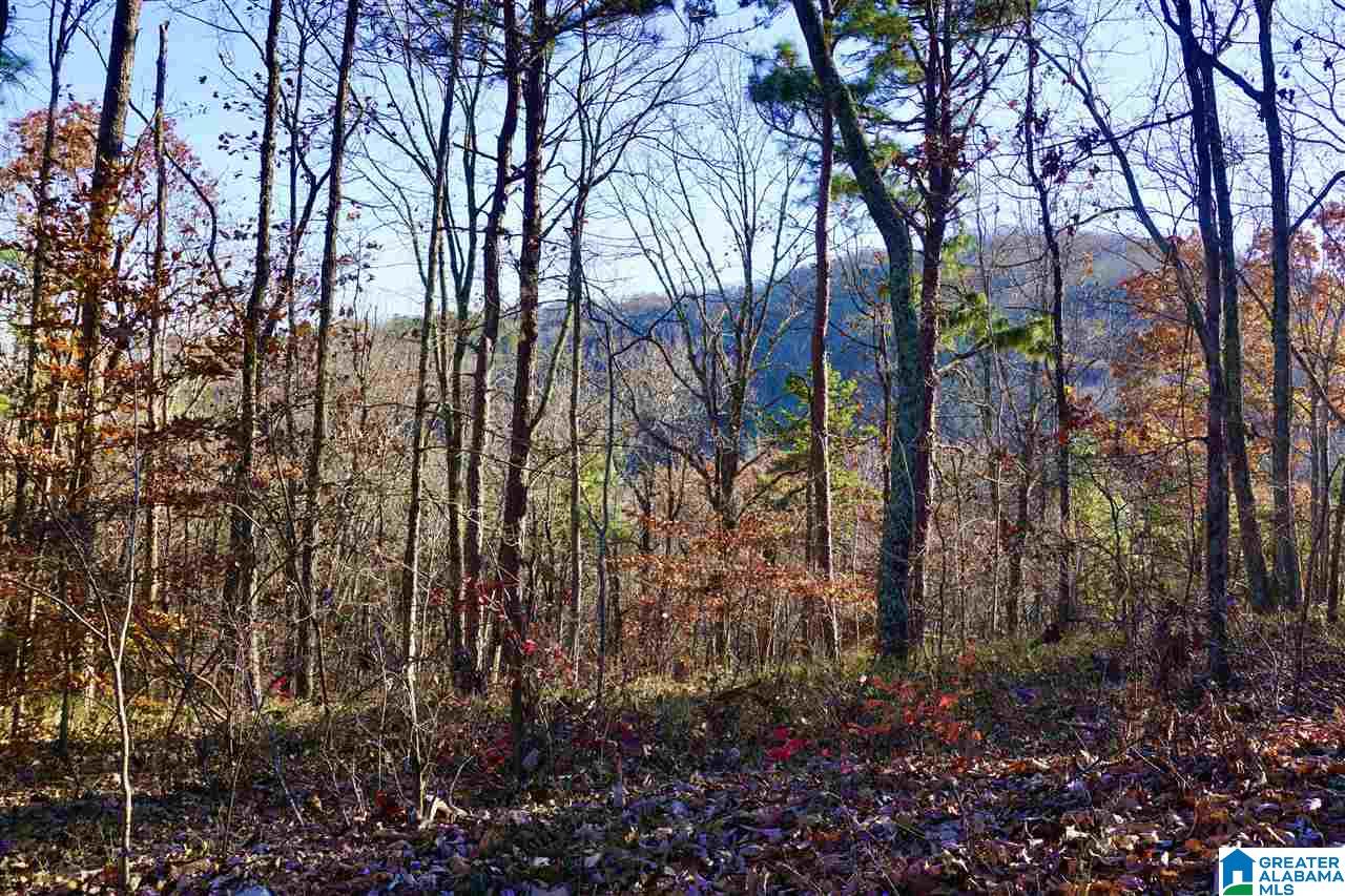 0 Whites Gap Road Jacksonville, AL 36265 - Photo 1 of 31