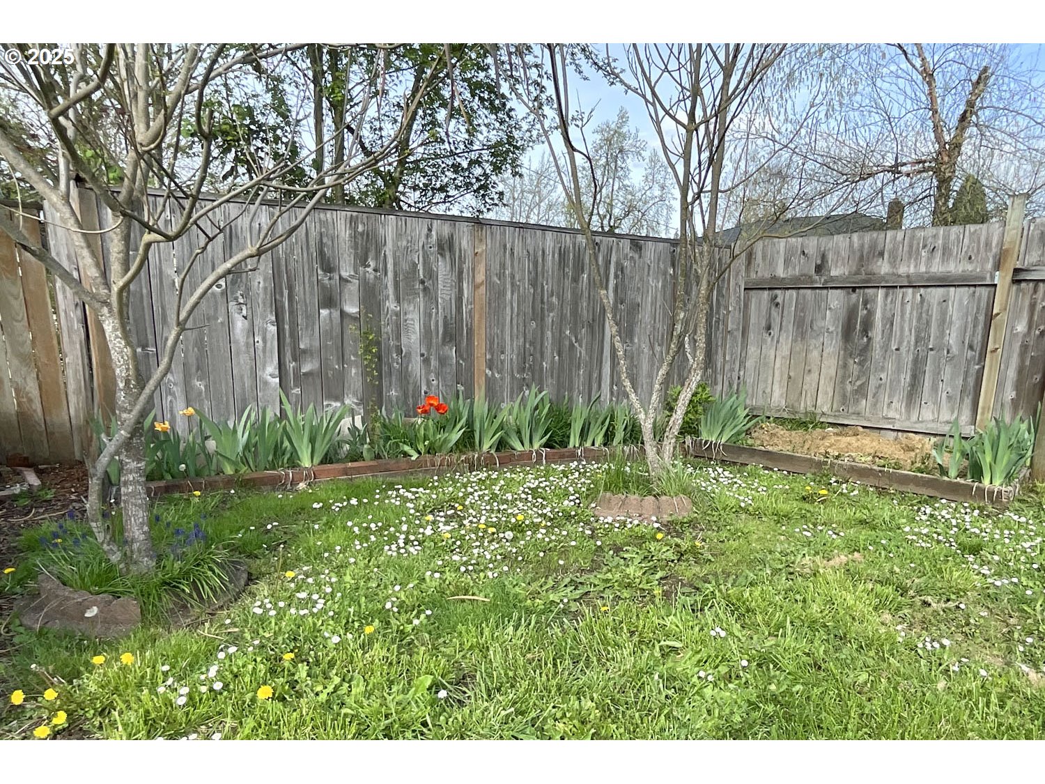 2775 Hilyard Street Eugene, OR 97405 - Photo 20 of 27 a backyard of a house with lots of green space