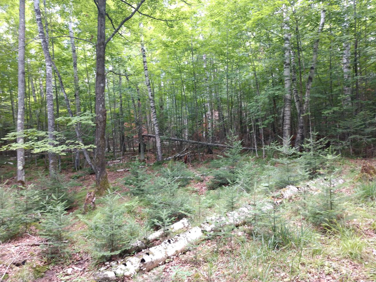 Three Big Lake Road, Unit 7 ACRES Three Lakes, WI 54562 - Photo 16 of 21 Gallery Image 16