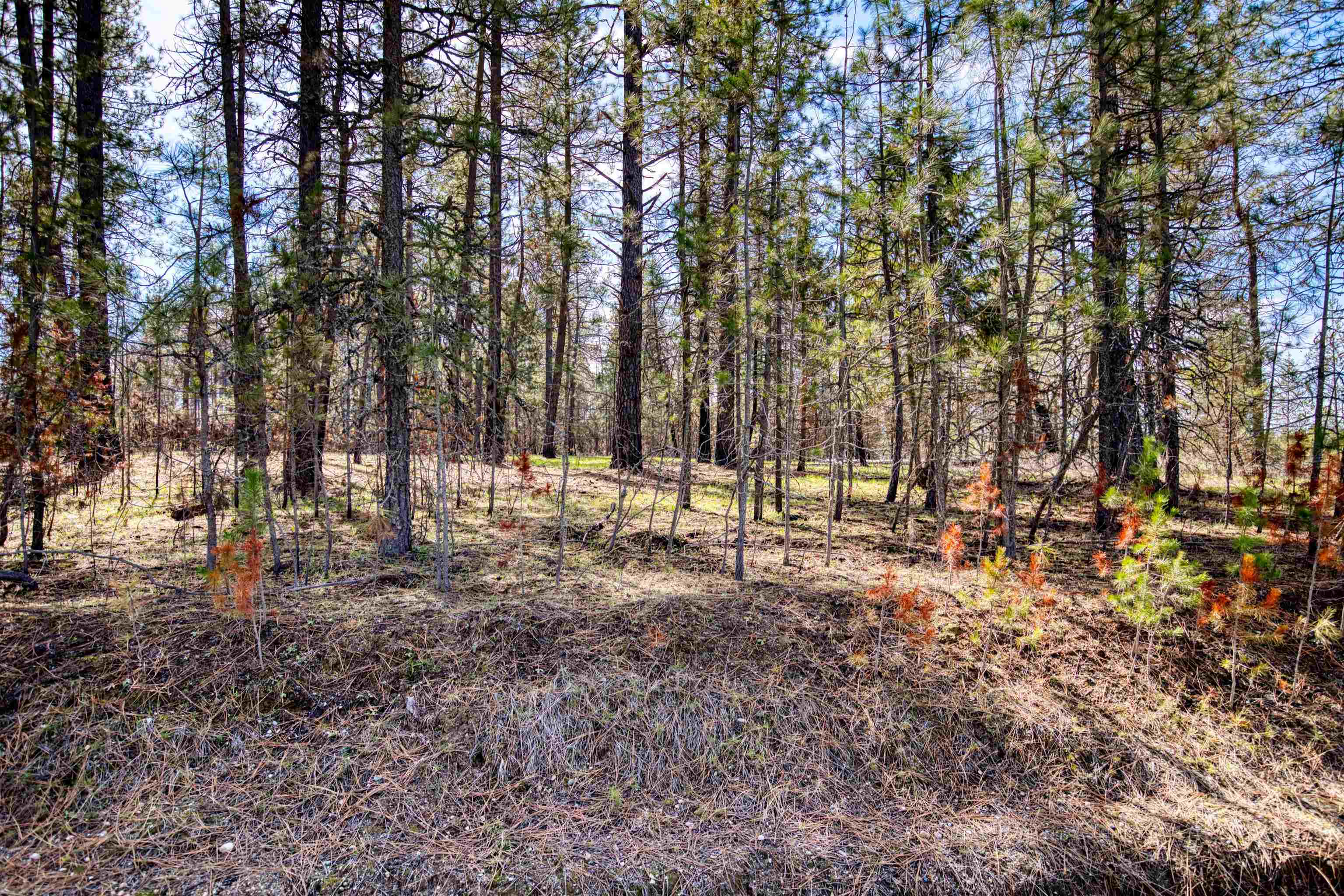 13100 East Bridges Road Elk, WA 99009 - Photo 4 of 9