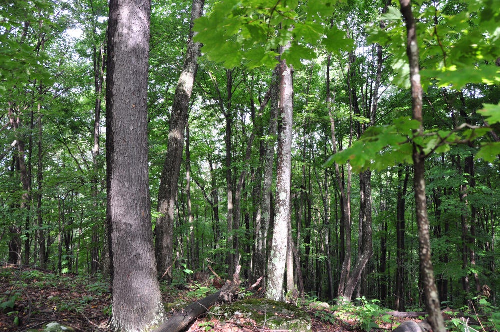 69 Ridge View Lane Sandstone, WV 25985 - Photo 58 of 63 Gallery Image 58
