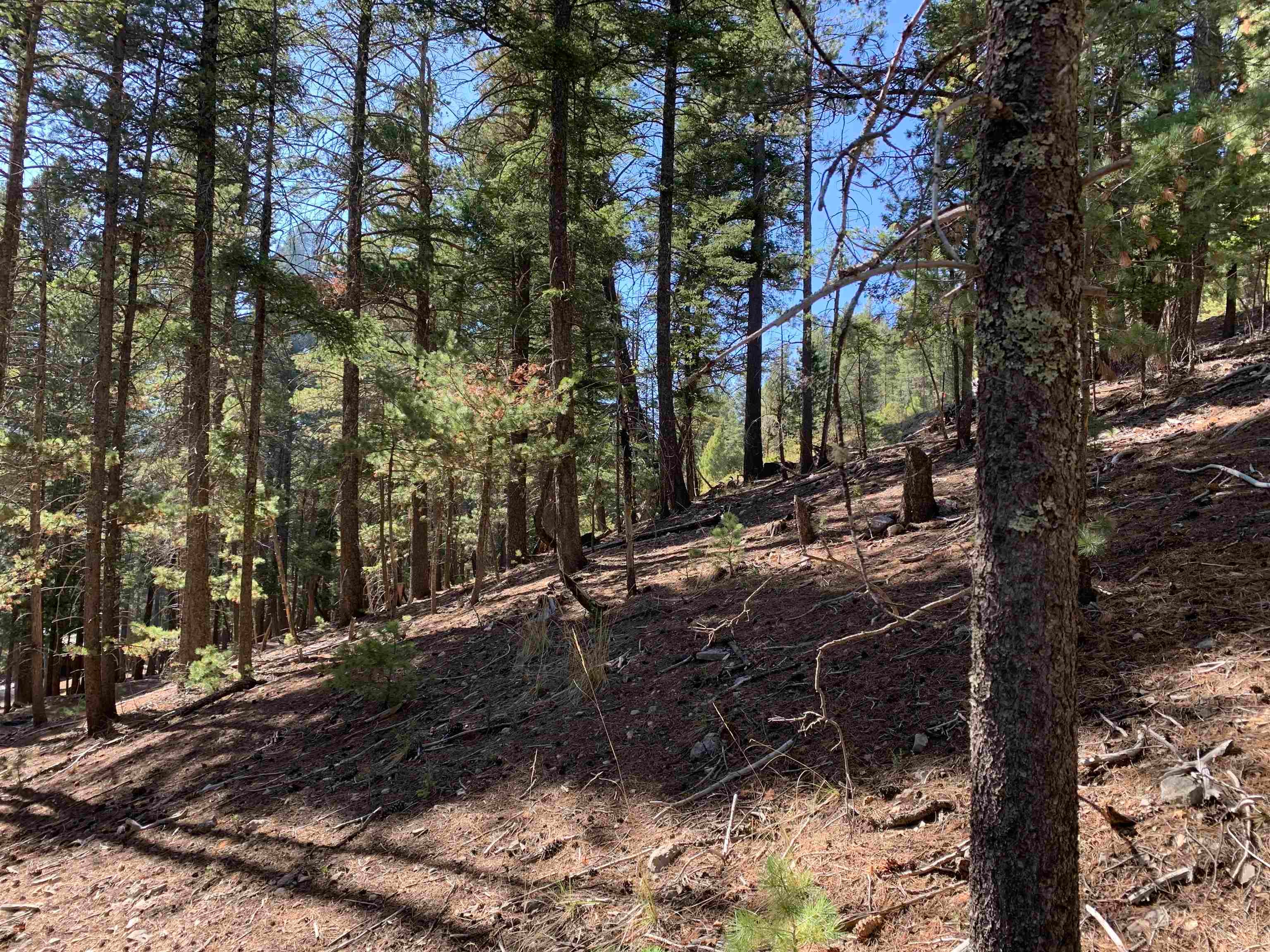 79 Lodge Spring Road Cloudcroft, NM 88317 - Photo 15 of 17 Gallery Image 15