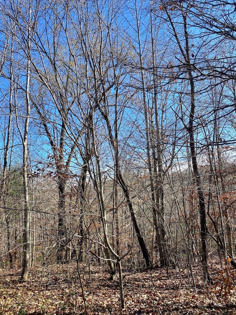 Old Mill Road Patrick Springs, VA 24133 - Photo 30 of 49 Gallery Image 30