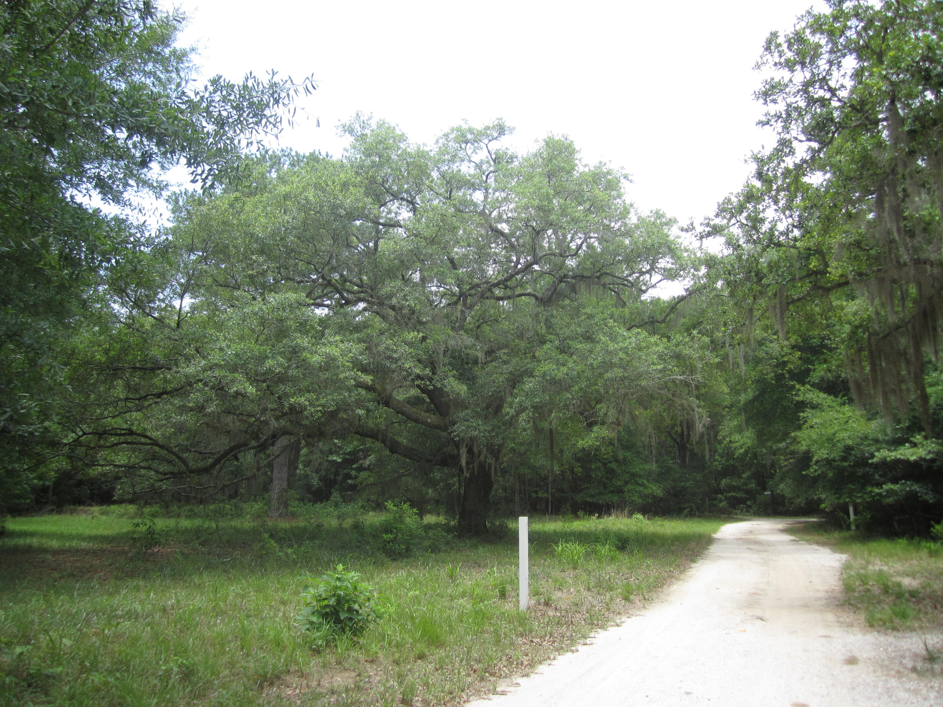 2 Bears Bluff Road Wadmalaw Island, SC 29487 - Photo 11 of 13 033