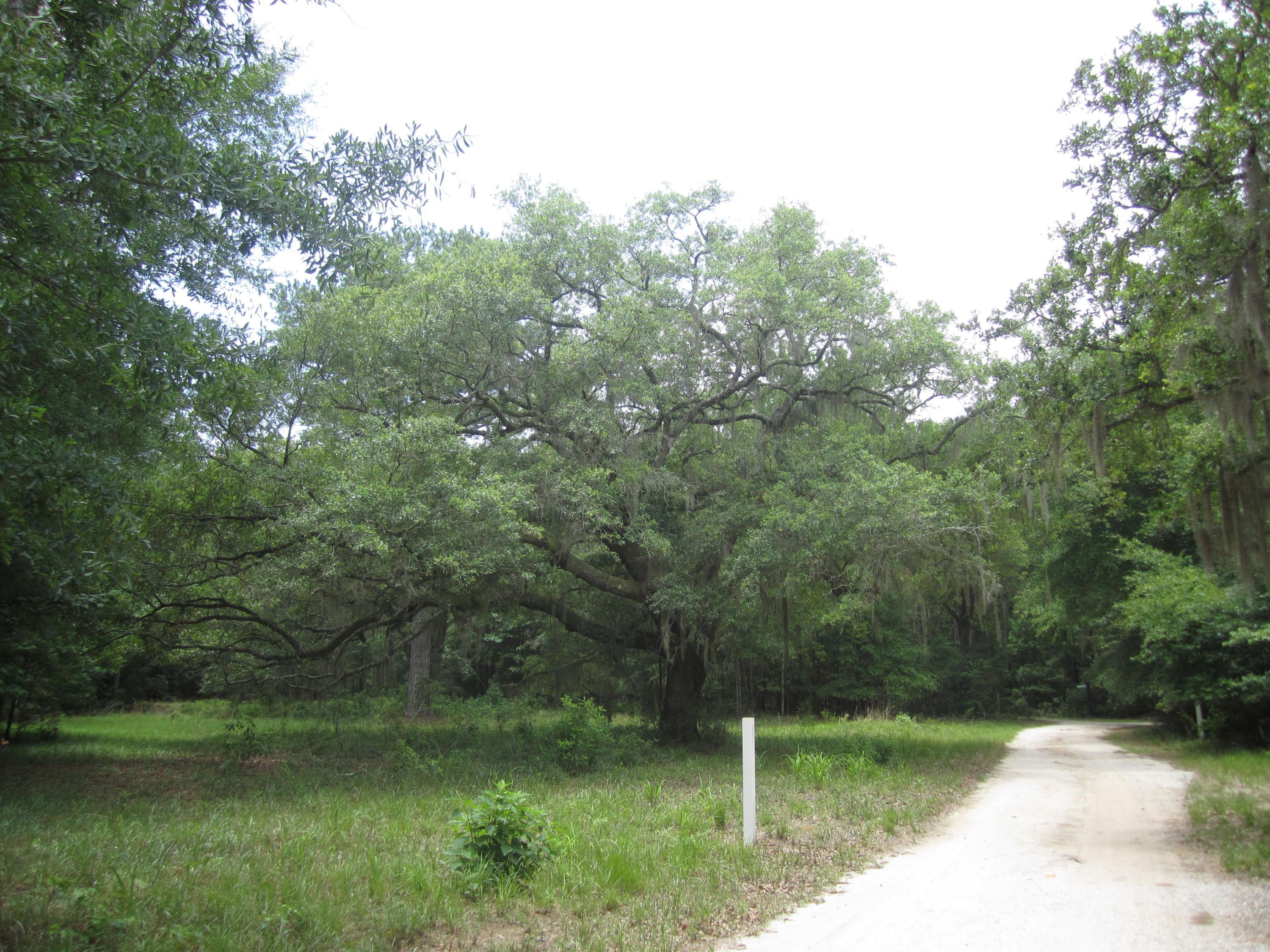 2 Bears Bluff Road Wadmalaw Island, SC 29487 - Photo 10 of 13 032