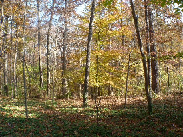 766 Dripping Springs Road Winchester, TN 37398 - Photo 16 of 17 Treed view offers privacy
