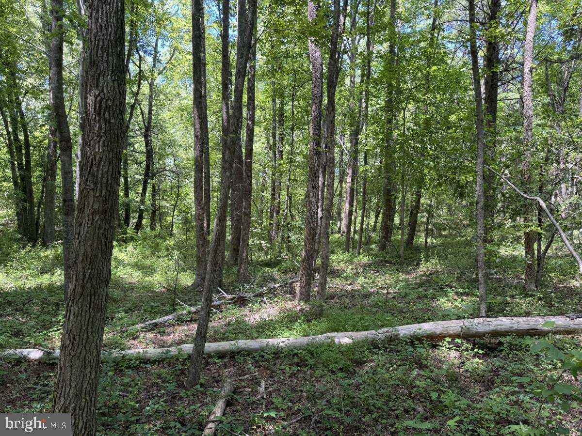 0 Lone Pine Road Crewe, VA 23930 - Photo 18 of 21