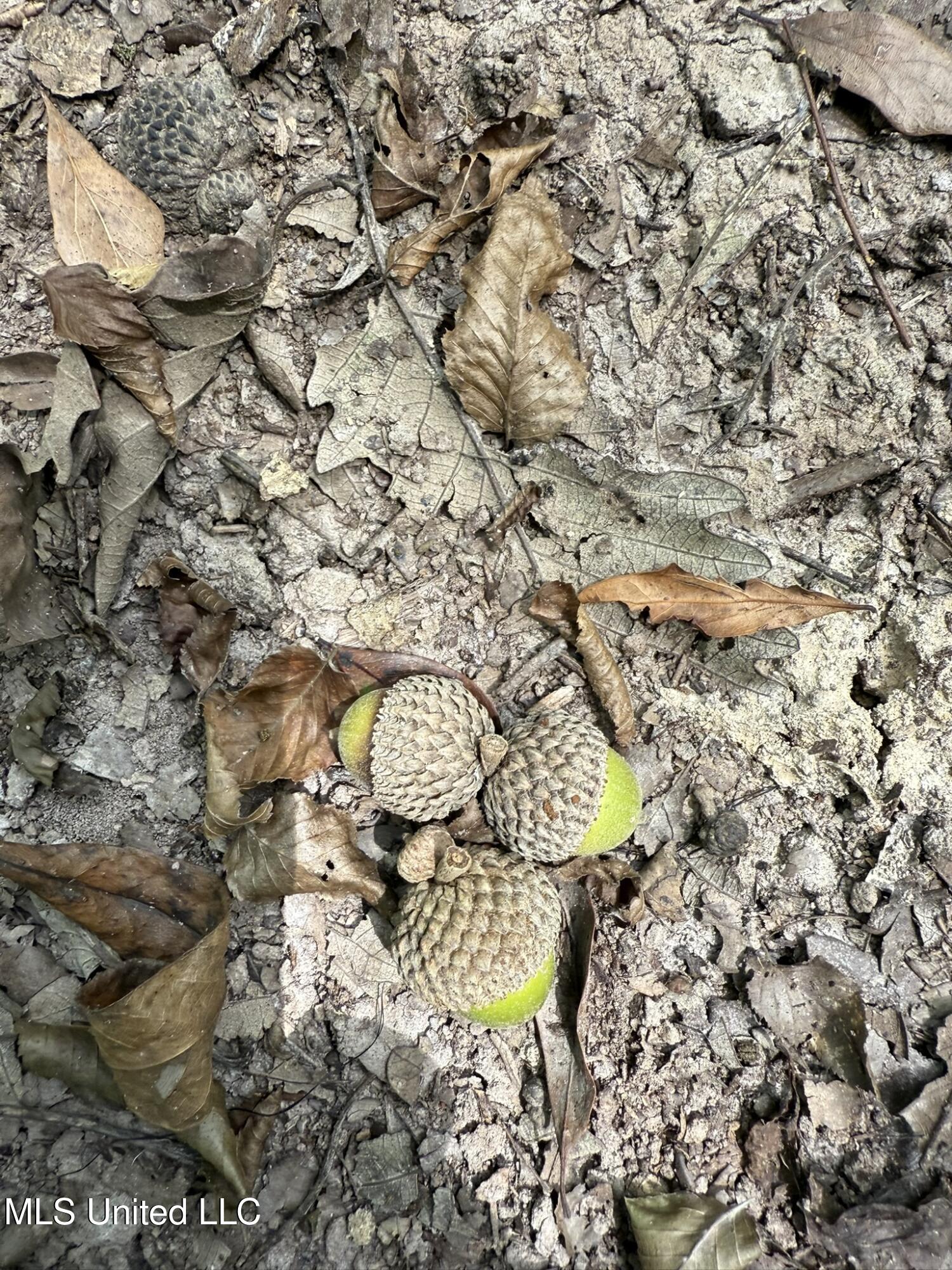 Daughdrill Road Silver Creek, MS 39663 - Photo 11 of 72 11