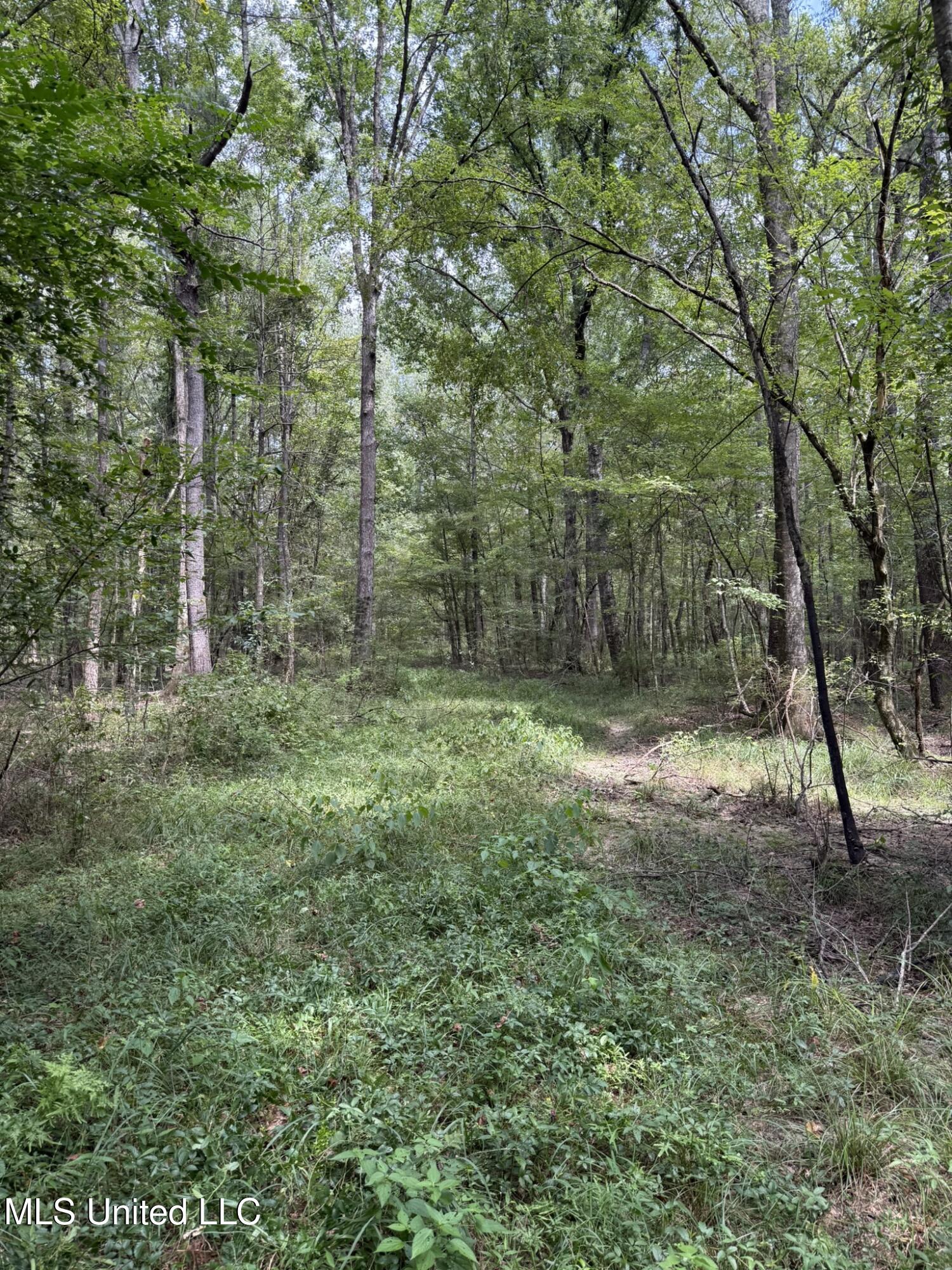 Daughdrill Road Silver Creek, MS 39663 - Photo 12 of 72 12