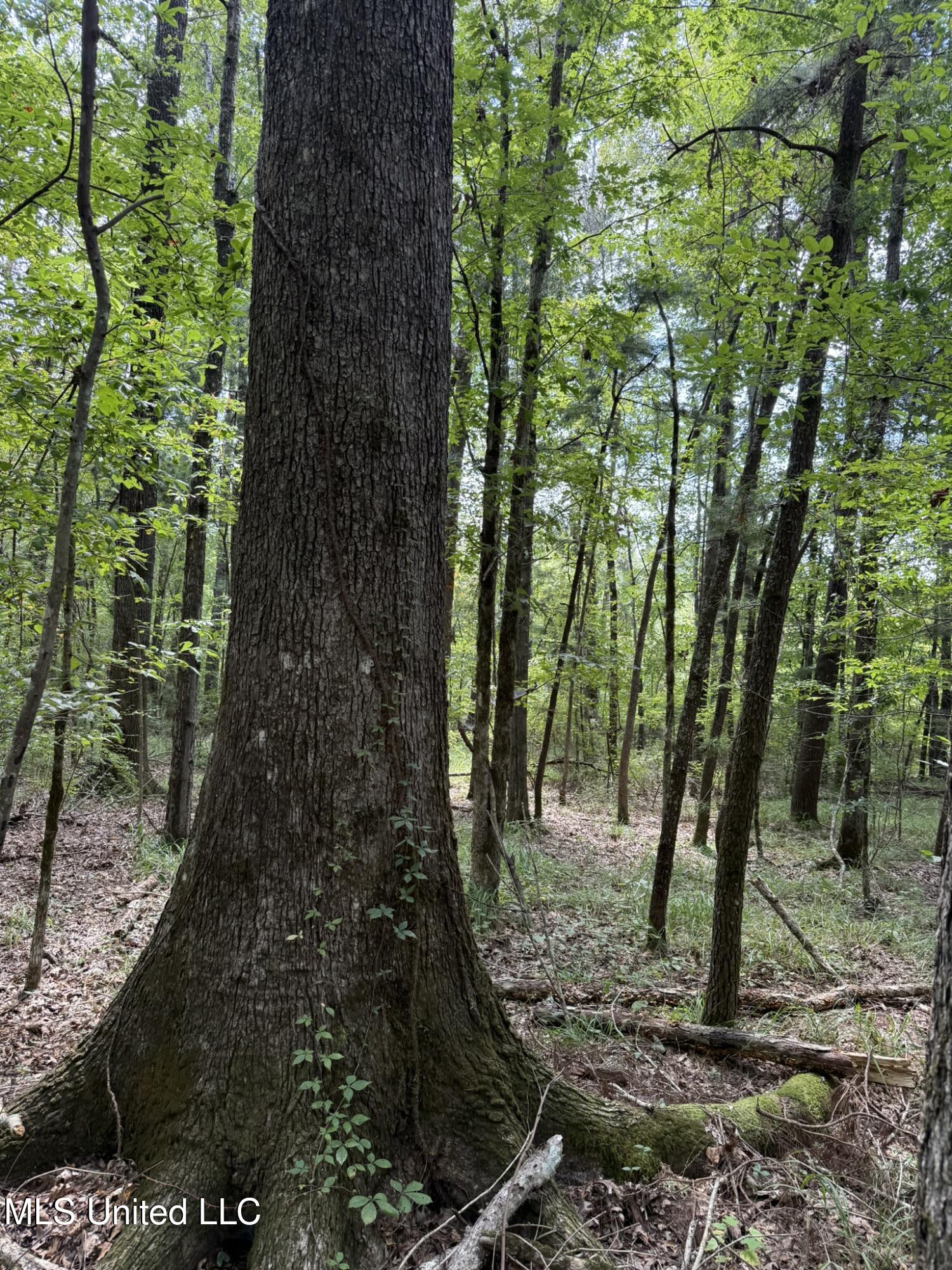 Daughdrill Road Silver Creek, MS 39663 - Photo 13 of 72 13