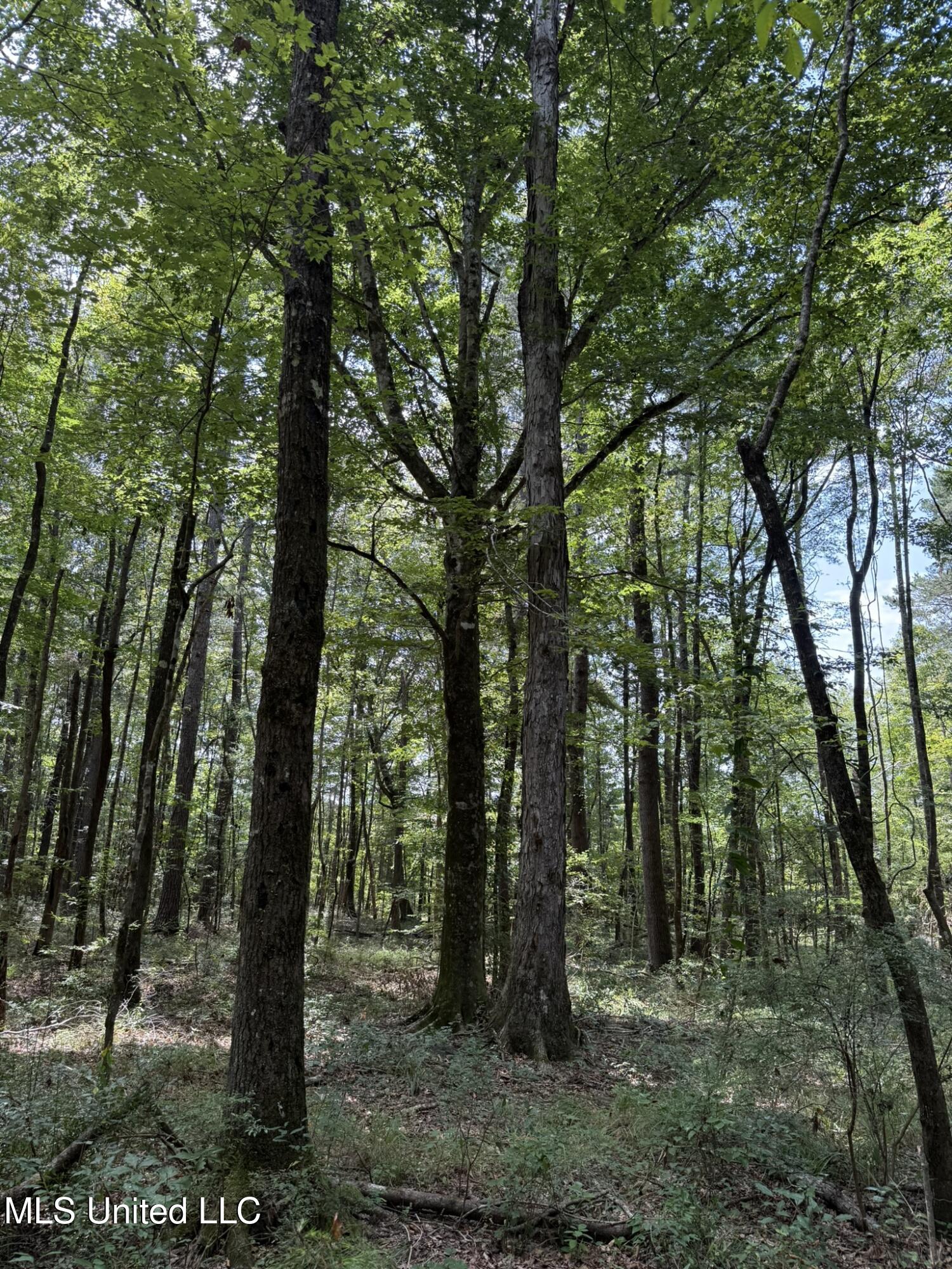 Daughdrill Road Silver Creek, MS 39663 - Photo 14 of 72 14