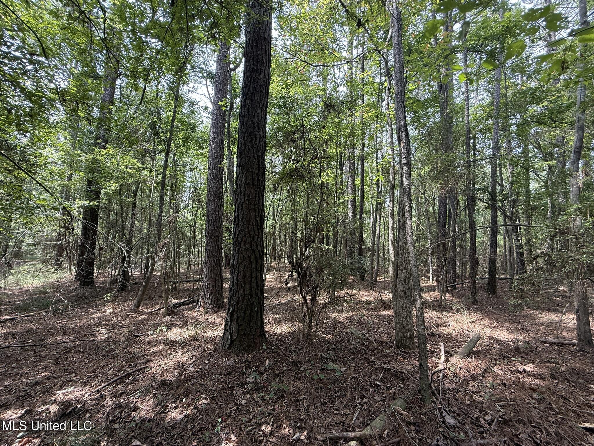 Daughdrill Road Silver Creek, MS 39663 - Photo 24 of 72 IMG_7543