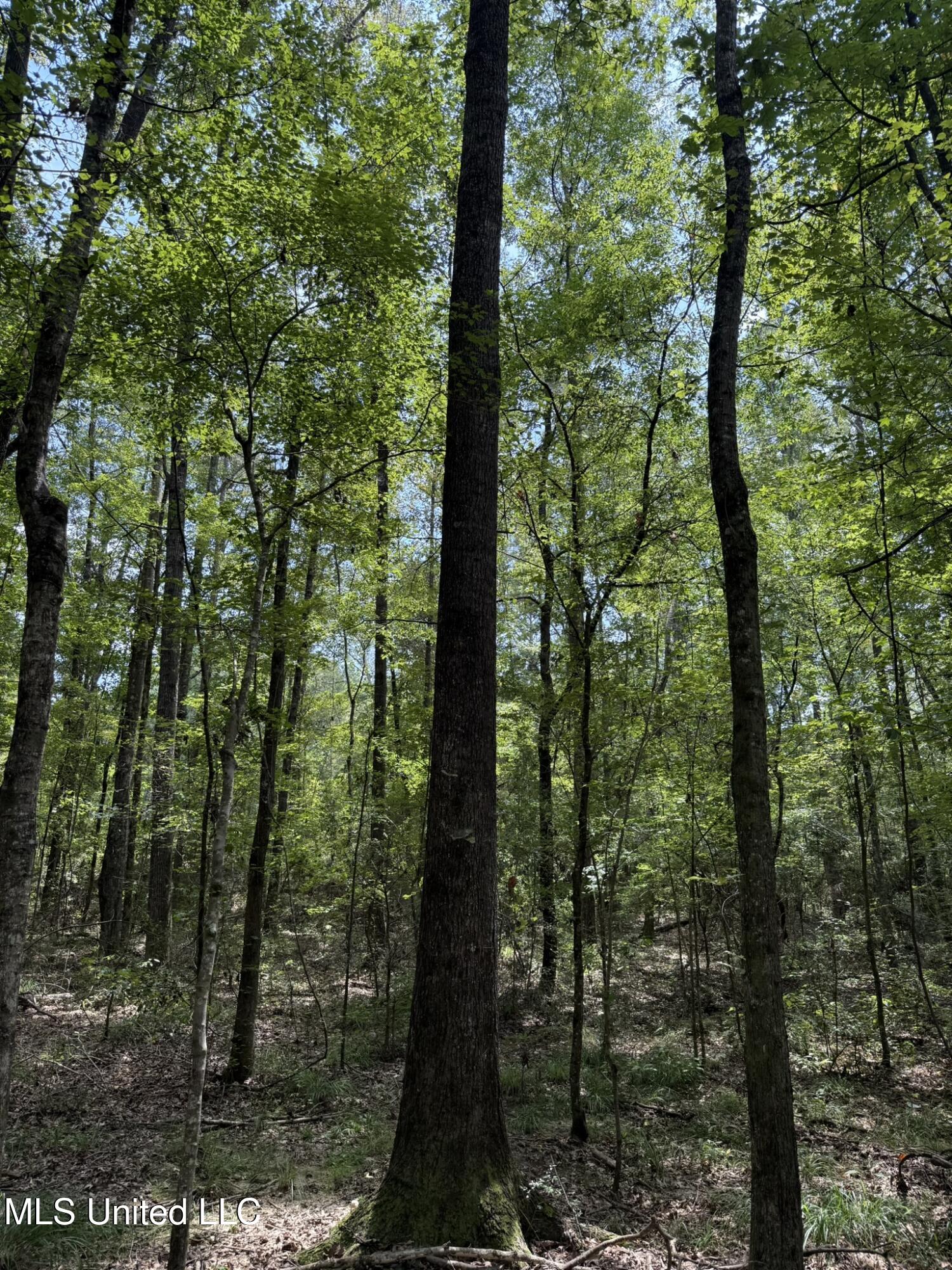 Daughdrill Road Silver Creek, MS 39663 - Photo 25 of 72 IMG_7545