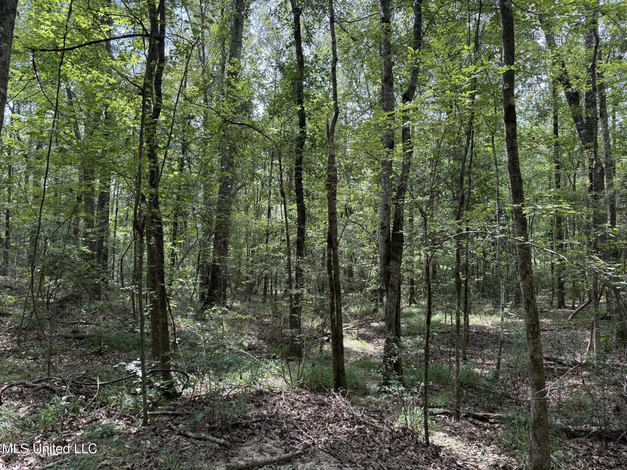 Daughdrill Road Silver Creek, MS 39663 - Photo 26 of 72 IMG_7547