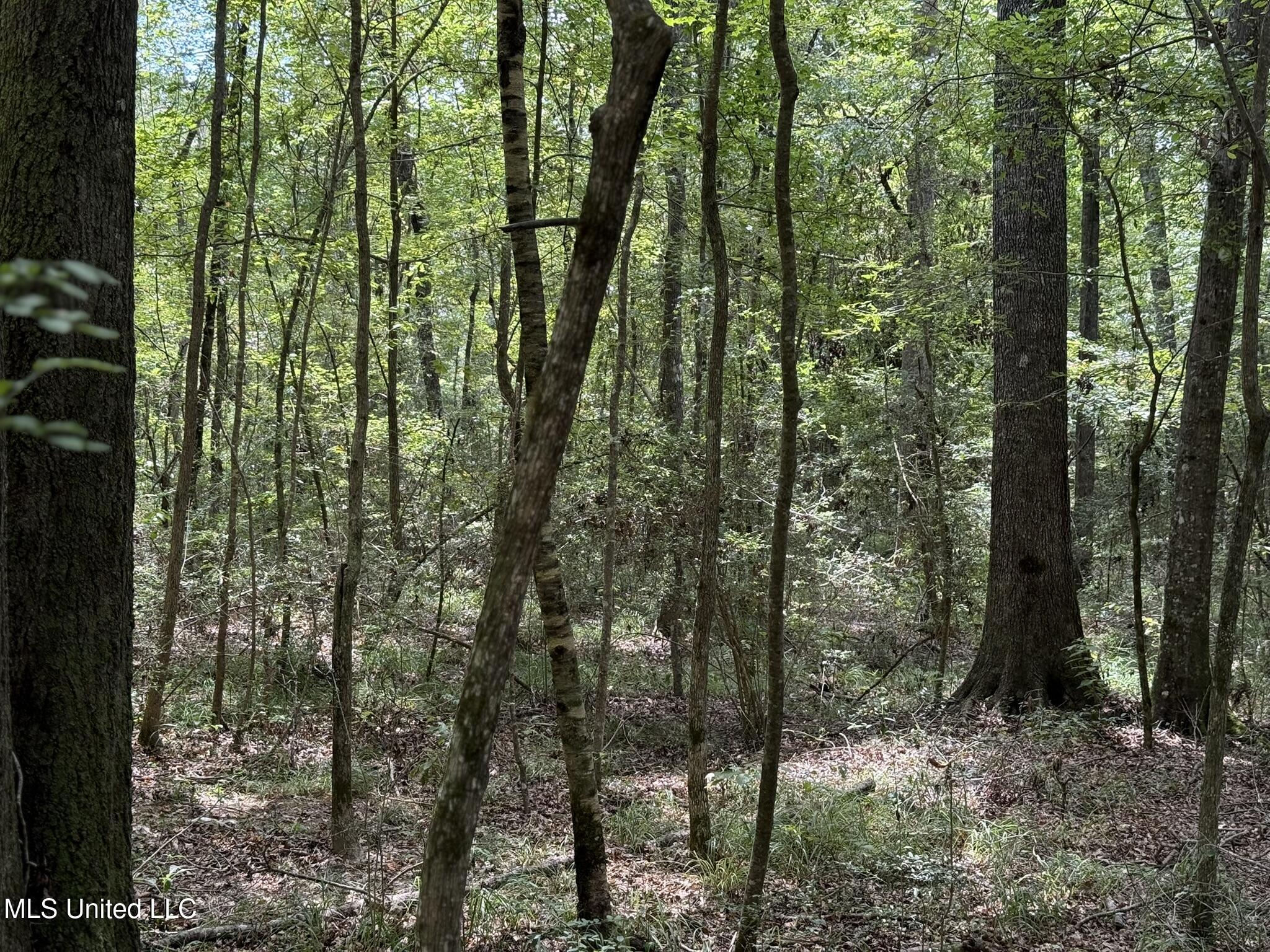 Daughdrill Road Silver Creek, MS 39663 - Photo 27 of 72 IMG_7548