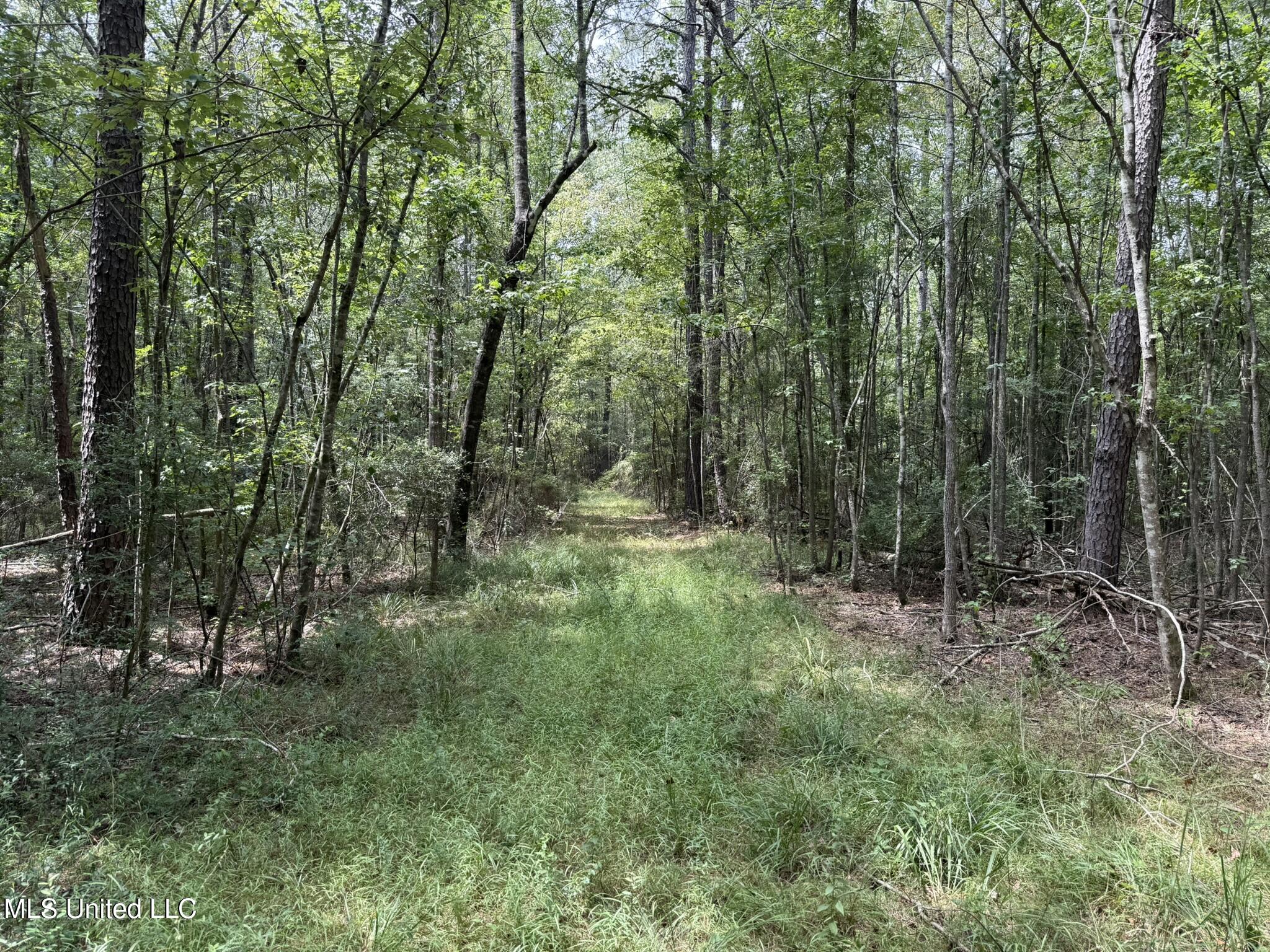 Daughdrill Road Silver Creek, MS 39663 - Photo 28 of 72 IMG_7550