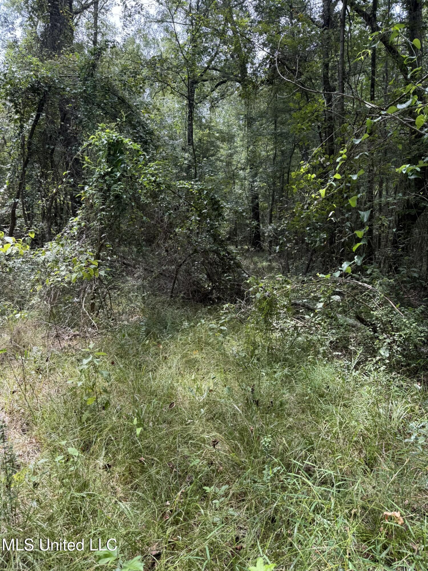 Daughdrill Road Silver Creek, MS 39663 - Photo 31 of 72 IMG_7554