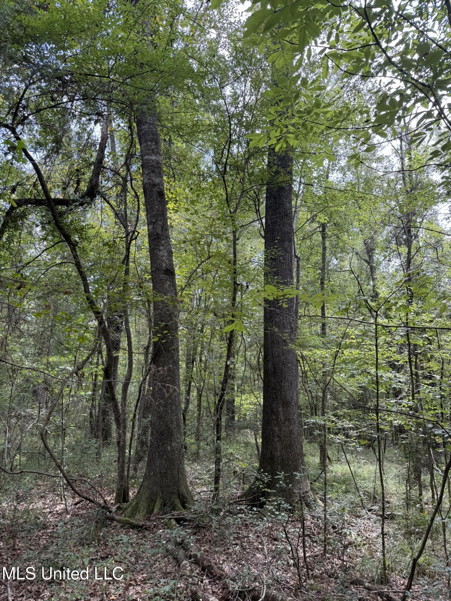 Daughdrill Road Silver Creek, MS 39663 - Photo 32 of 72 IMG_7555