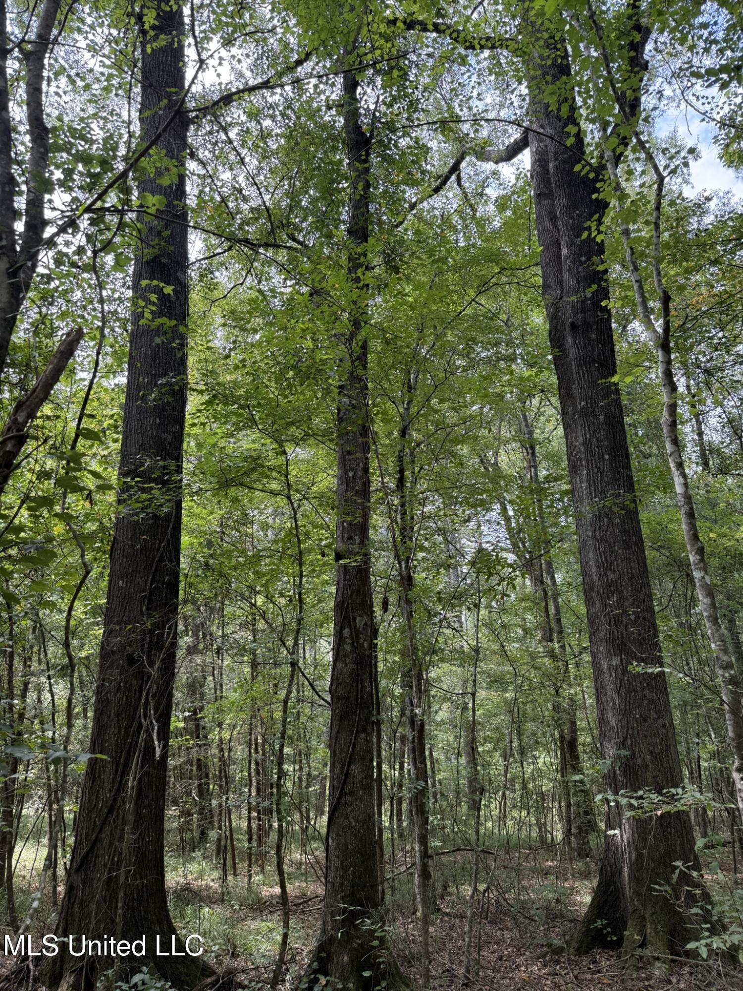 Daughdrill Road Silver Creek, MS 39663 - Photo 34 of 72 IMG_7558