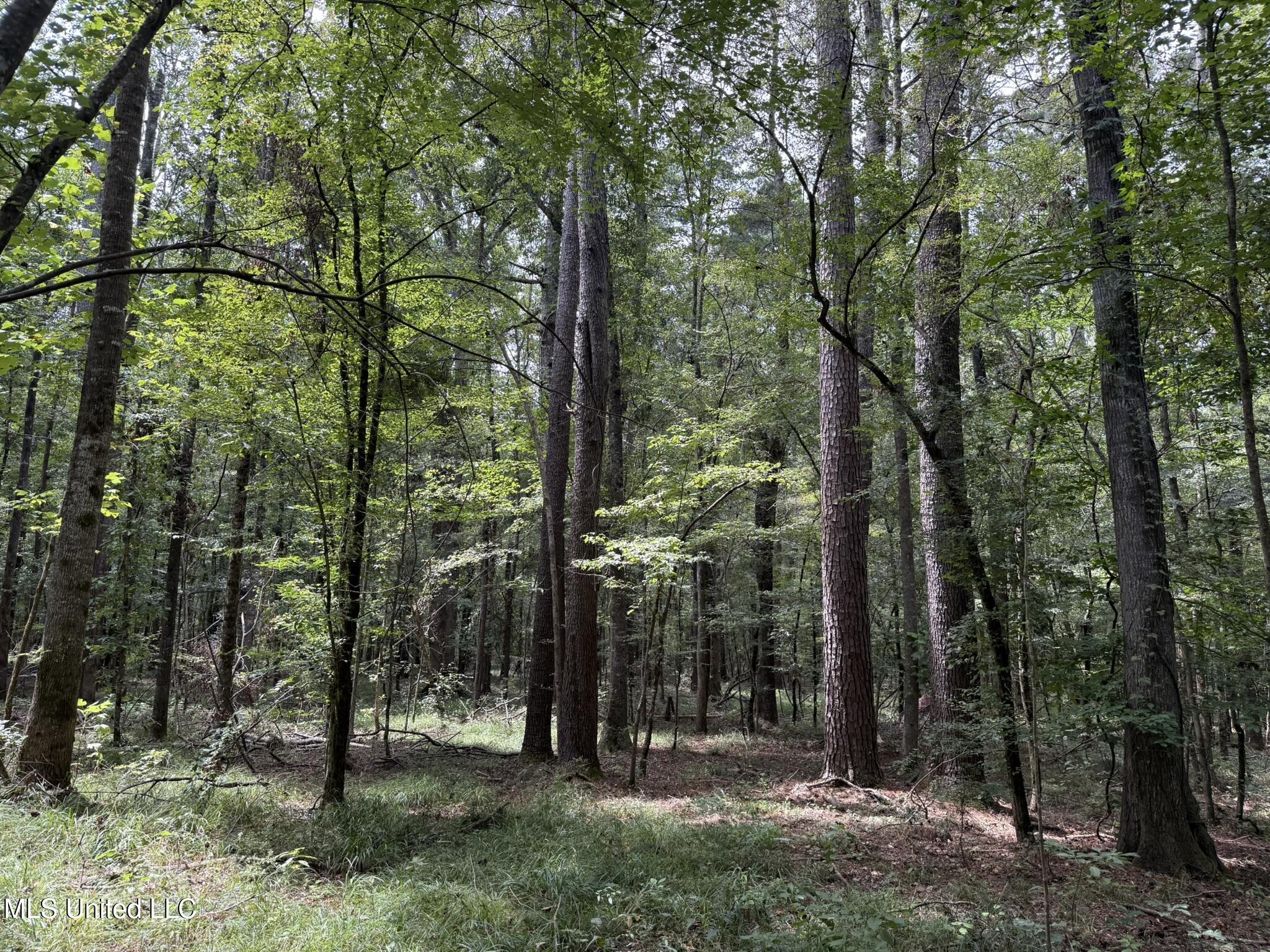 Daughdrill Road Silver Creek, MS 39663 - Photo 35 of 72 IMG_7559