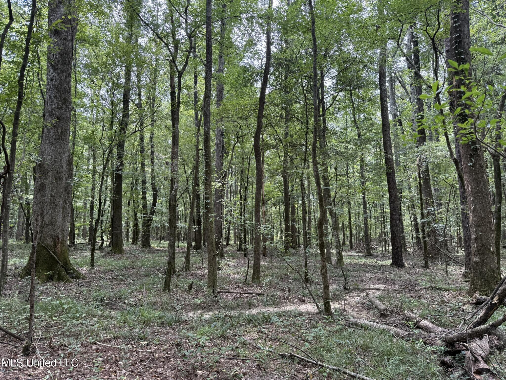 Daughdrill Road Silver Creek, MS 39663 - Photo 37 of 72 IMG_7561