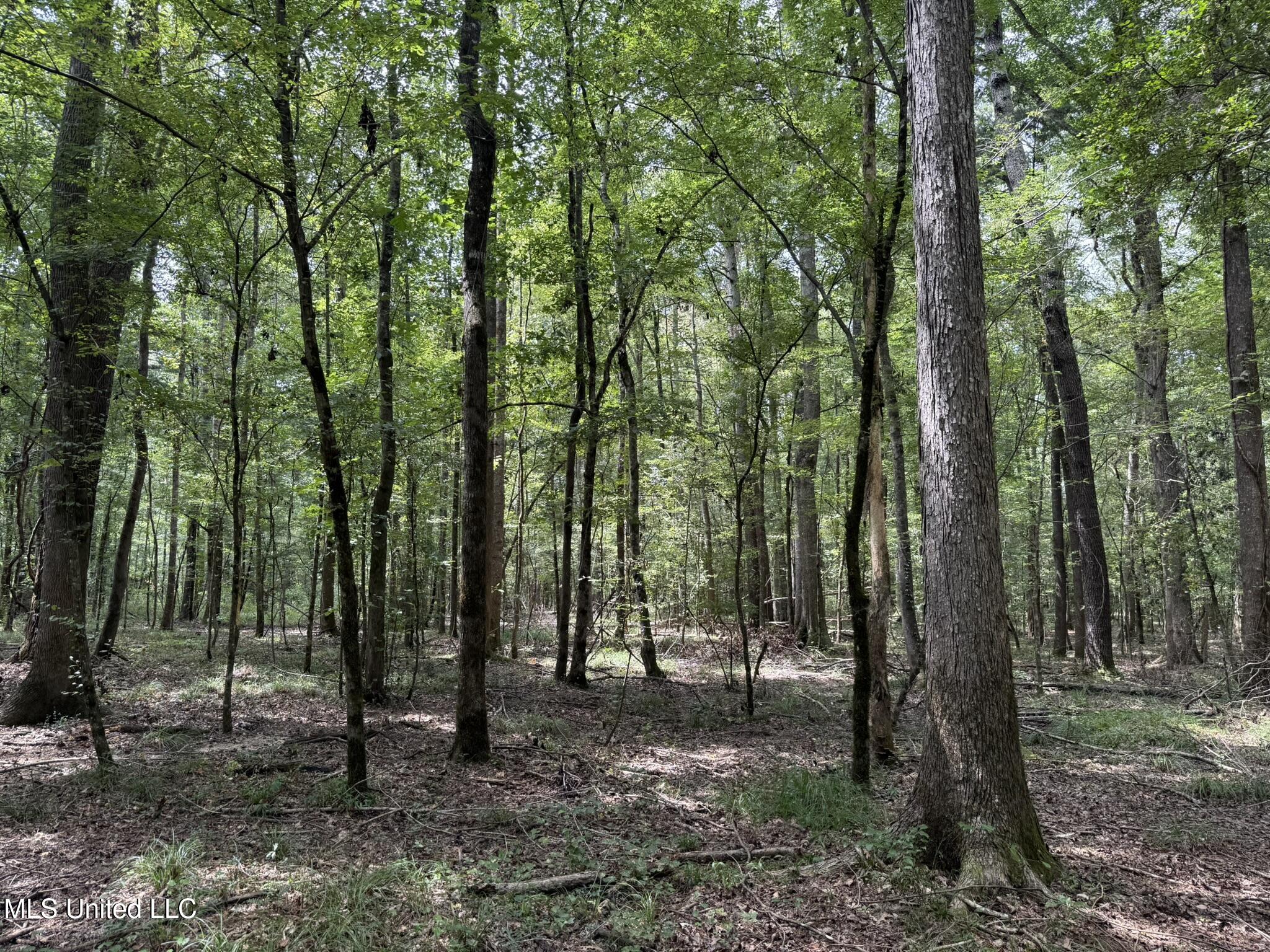 Daughdrill Road Silver Creek, MS 39663 - Photo 38 of 72 IMG_7564