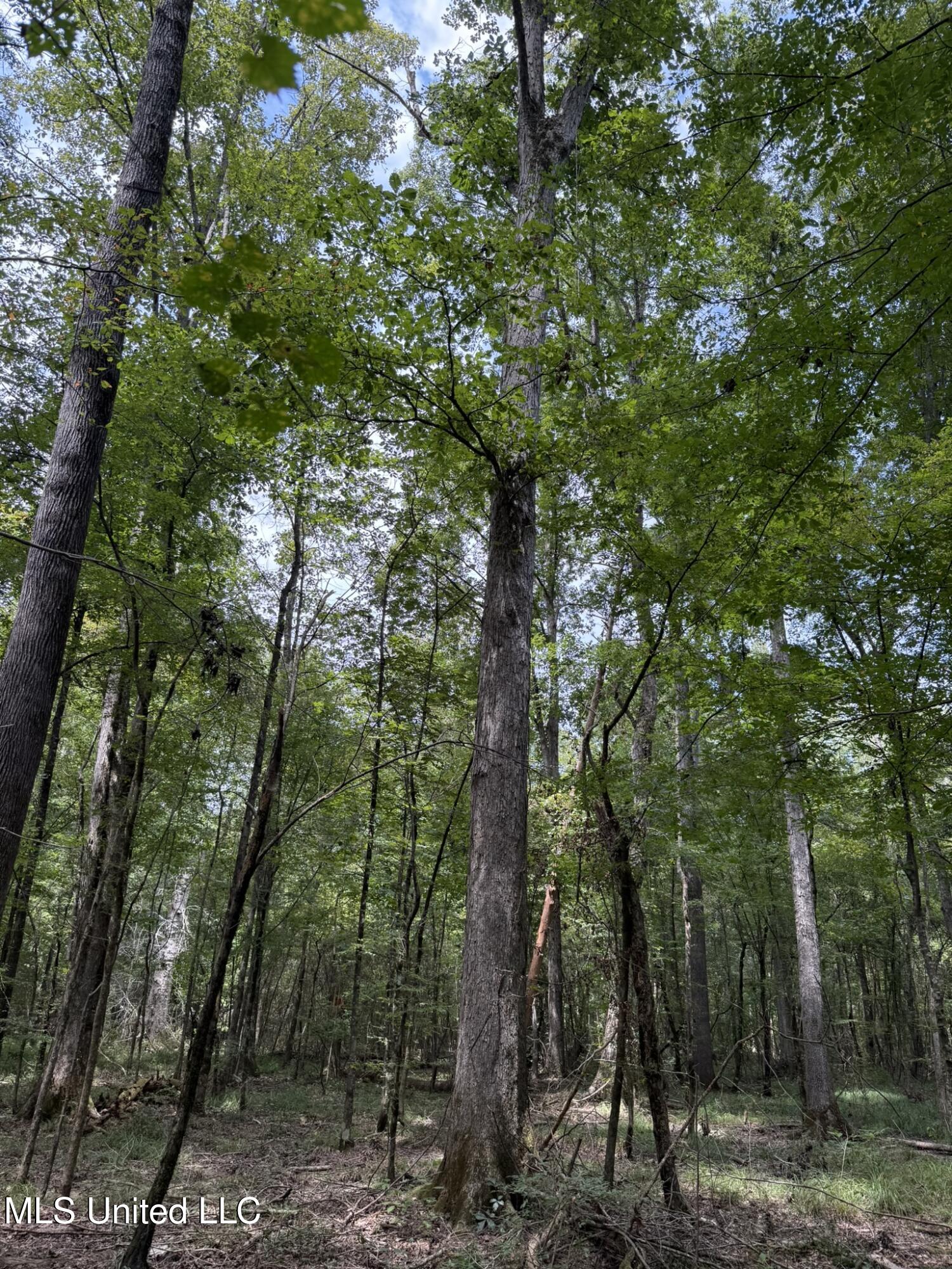 Daughdrill Road Silver Creek, MS 39663 - Photo 39 of 72 IMG_7565