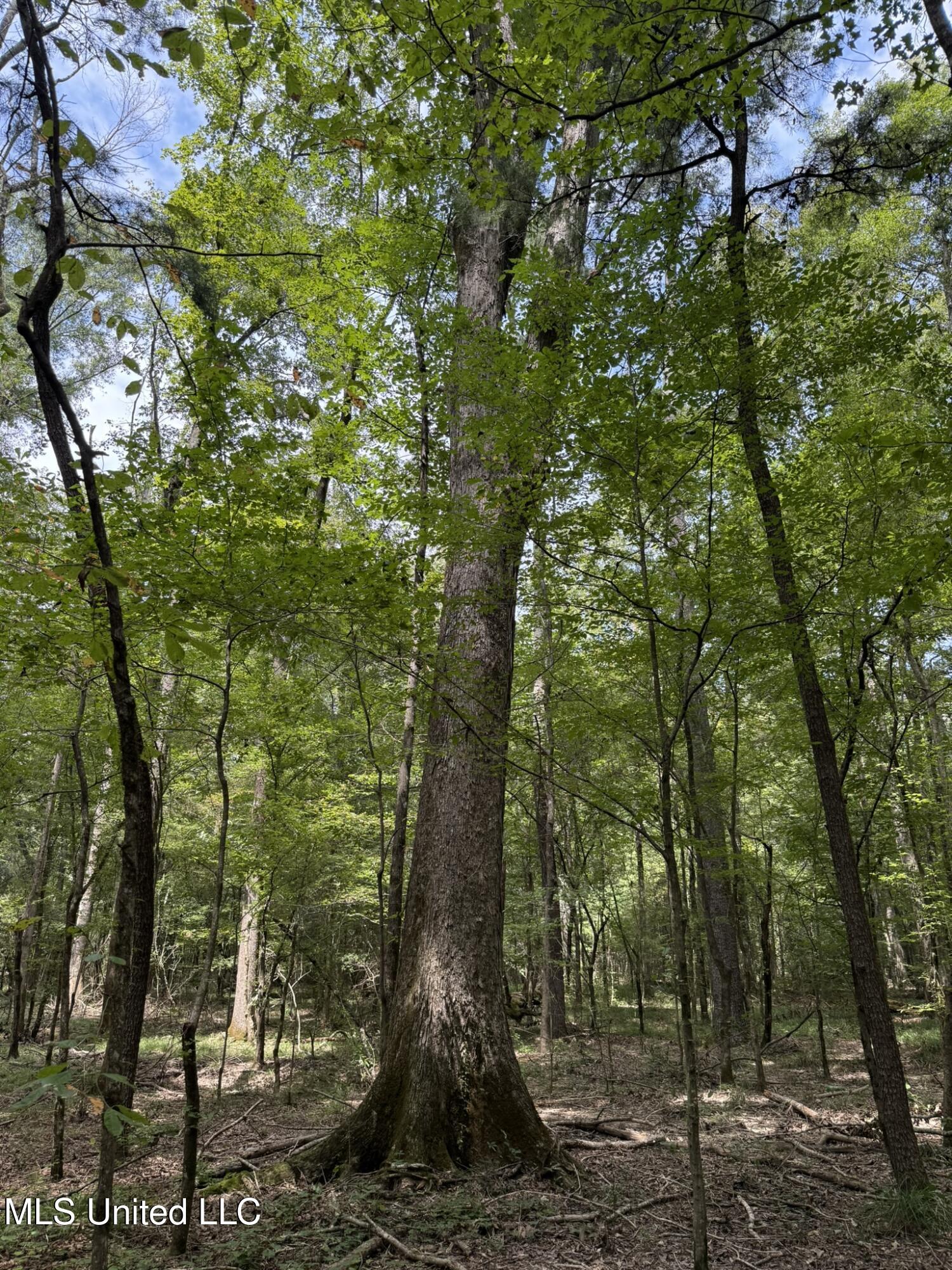 Daughdrill Road Silver Creek, MS 39663 - Photo 40 of 72 IMG_7566
