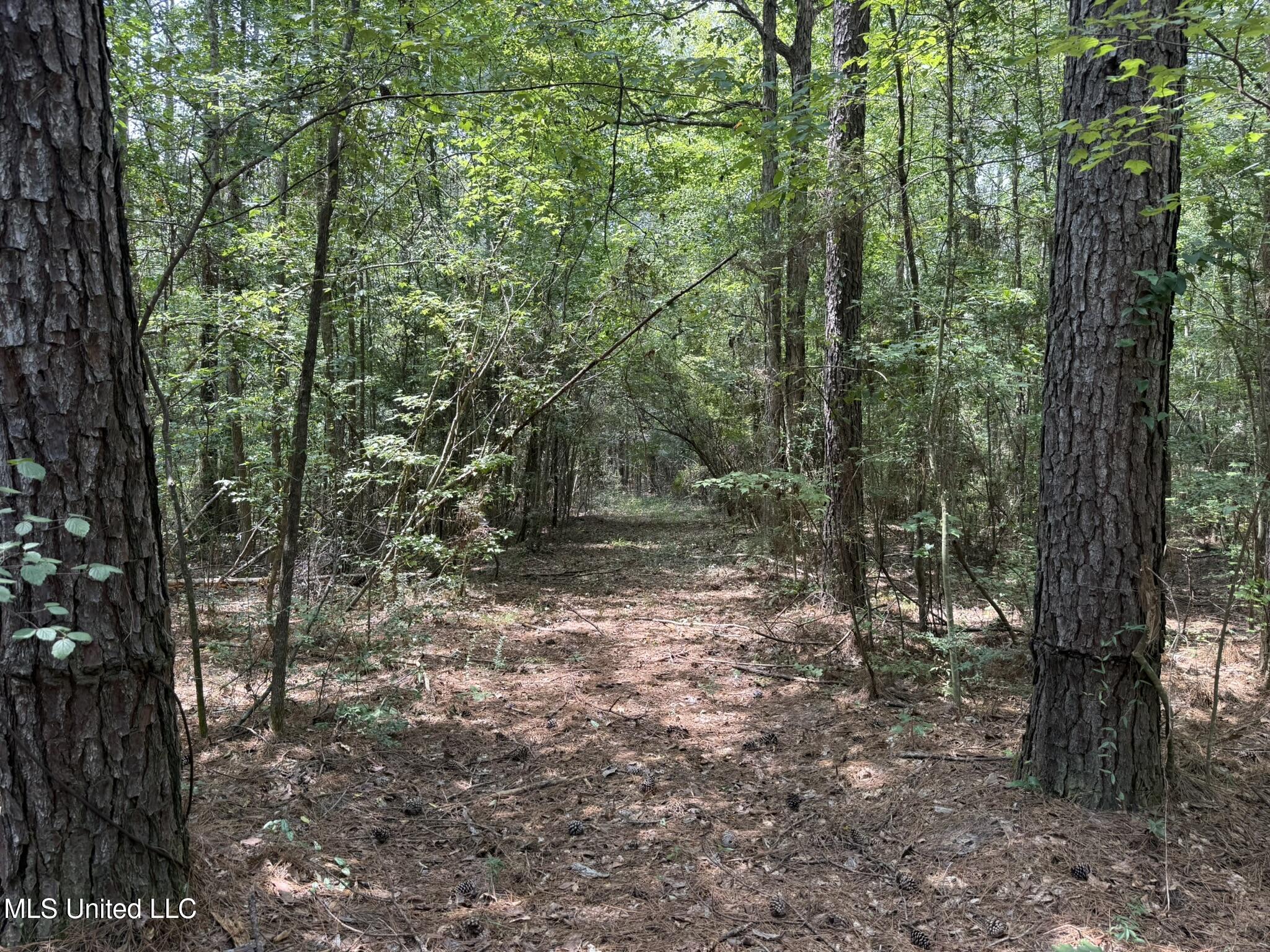 Daughdrill Road Silver Creek, MS 39663 - Photo 4 of 72 4