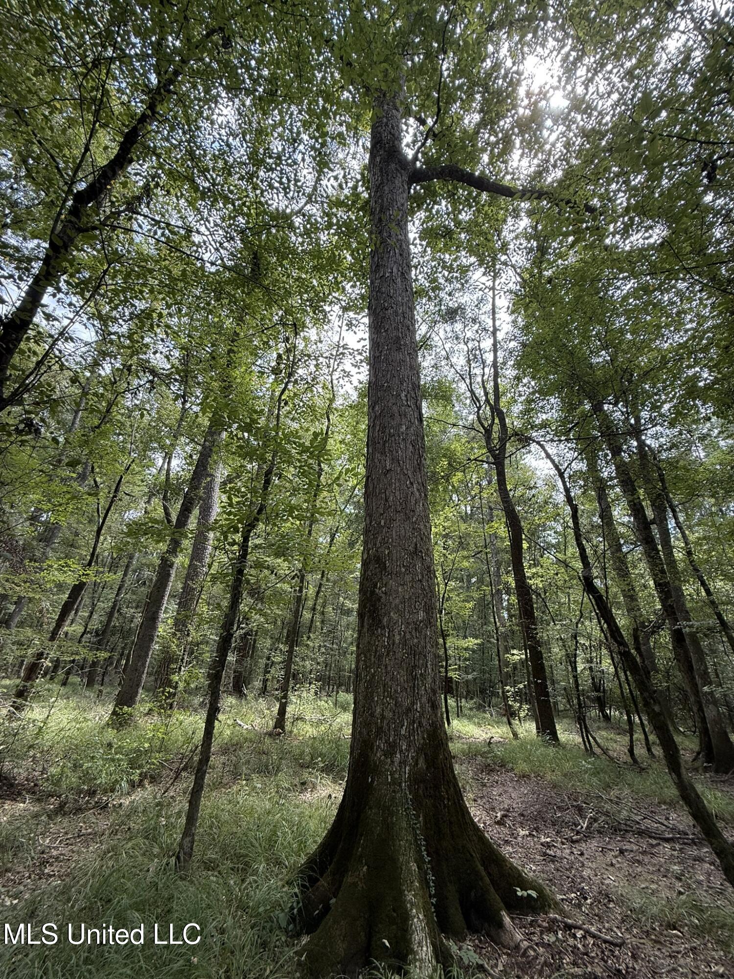 Daughdrill Road Silver Creek, MS 39663 - Photo 41 of 72 IMG_7572